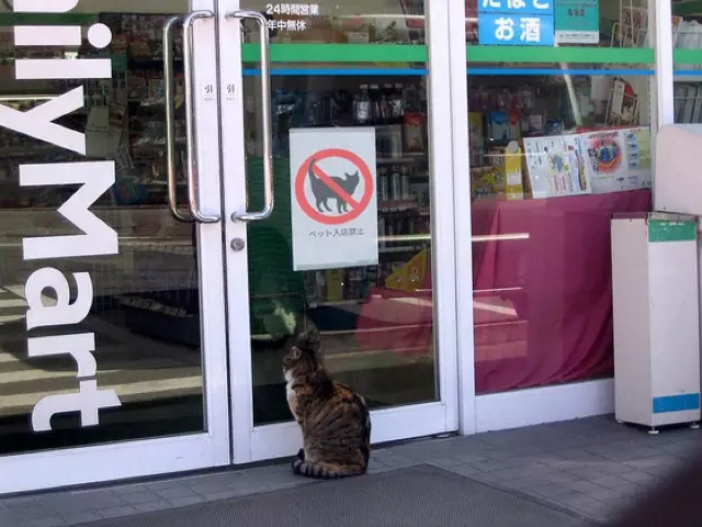 peringatan absurd untuk kucing © berbagai sumber