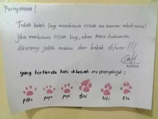 peringatan absurd untuk kucing © berbagai sumber