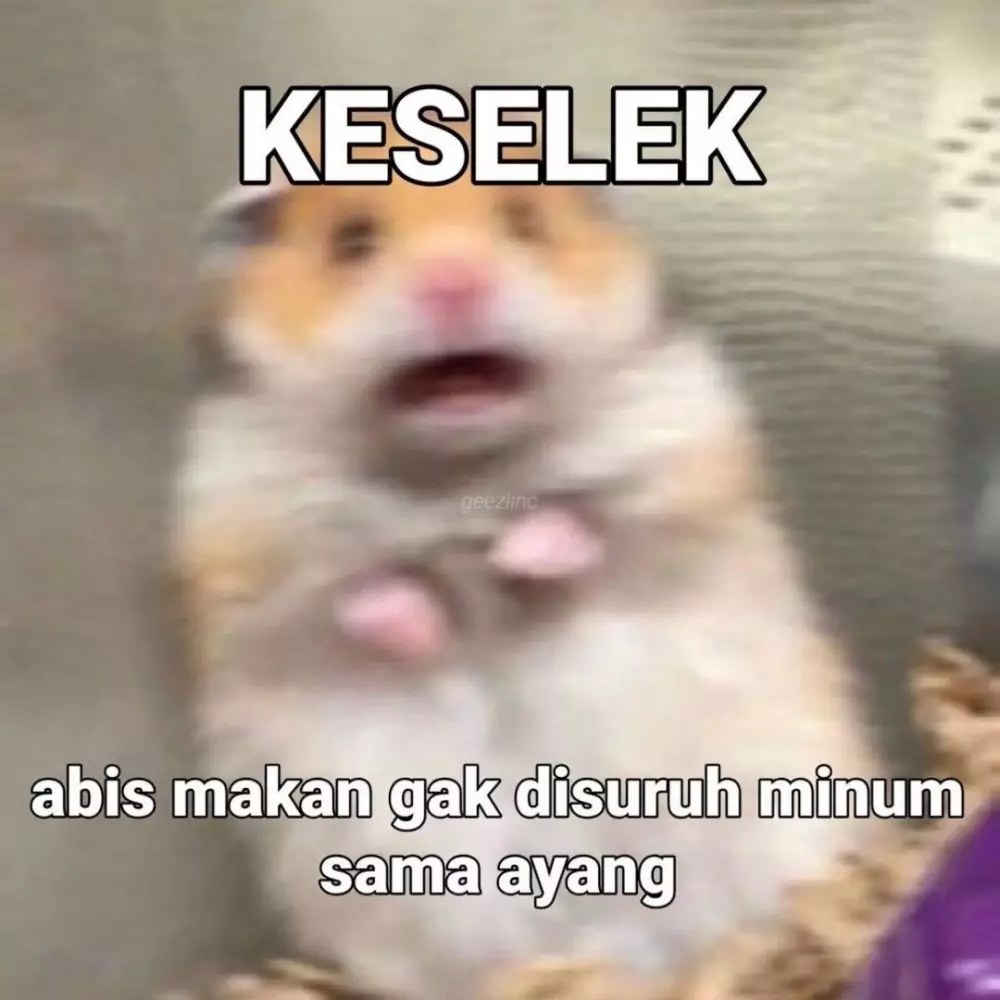meme kocak terlanjur bucin  © 2022 berbagai sumber  meme kocak terlanjur bucin  © 2022 berbagai sumber