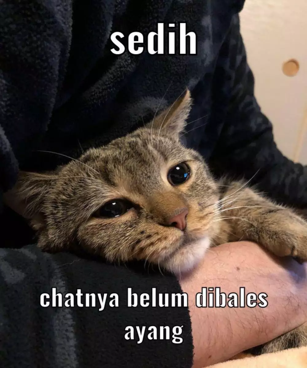 meme kocak terlanjur bucin  © 2022 berbagai sumber  meme kocak terlanjur bucin  © 2022 berbagai sumber