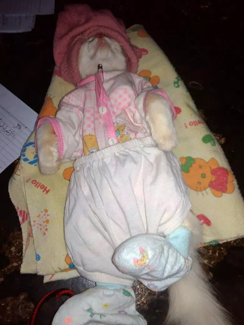 potret lucu kucing pakai baju layaknya manusia  © 2022 berbagai sumber potret lucu kucing pakai baju layaknya manusia  © 2022 berbagai sumber