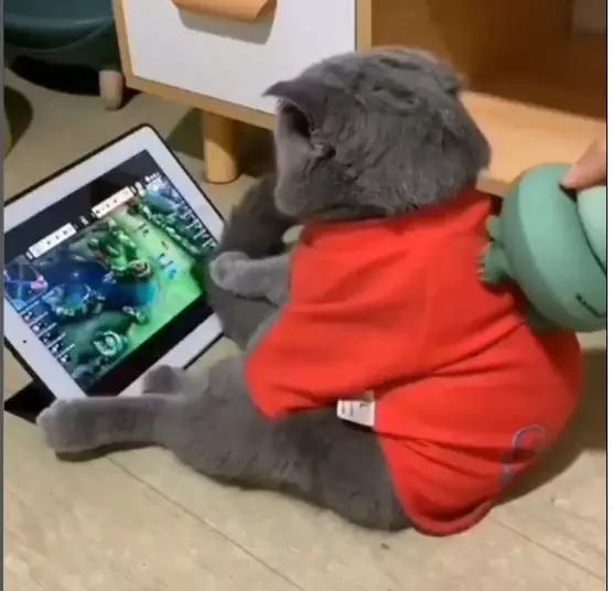 potret lucu kucing pakai baju layaknya manusia  © 2022 berbagai sumber potret lucu kucing pakai baju layaknya manusia  © 2022 berbagai sumber