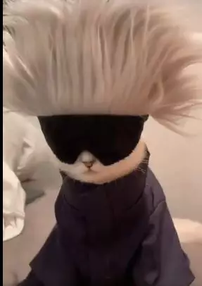 potret lucu kucing pakai baju layaknya manusia  © 2022 berbagai sumber potret lucu kucing pakai baju layaknya manusia  © 2022 berbagai sumber