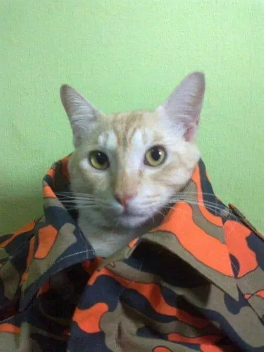 potret lucu kucing pakai baju layaknya manusia  © 2022 berbagai sumber potret lucu kucing pakai baju layaknya manusia  © 2022 berbagai sumber