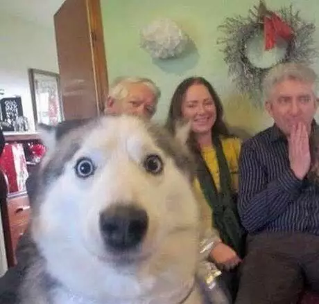 potret hewan jadi photobomb pas banget © 1cak.com