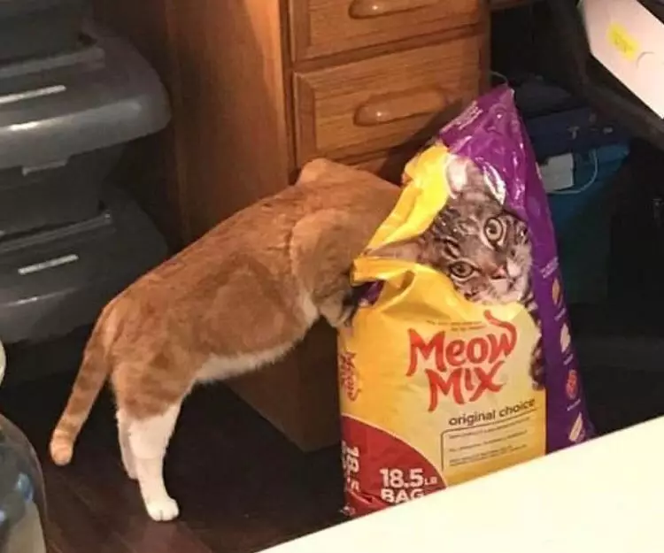 potret hewan jadi photobomb pas banget © 1cak.com