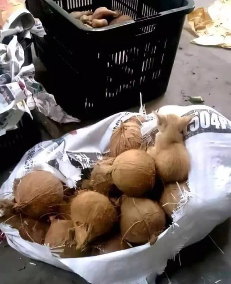 potret hewan jadi photobomb pas banget © 1cak.com