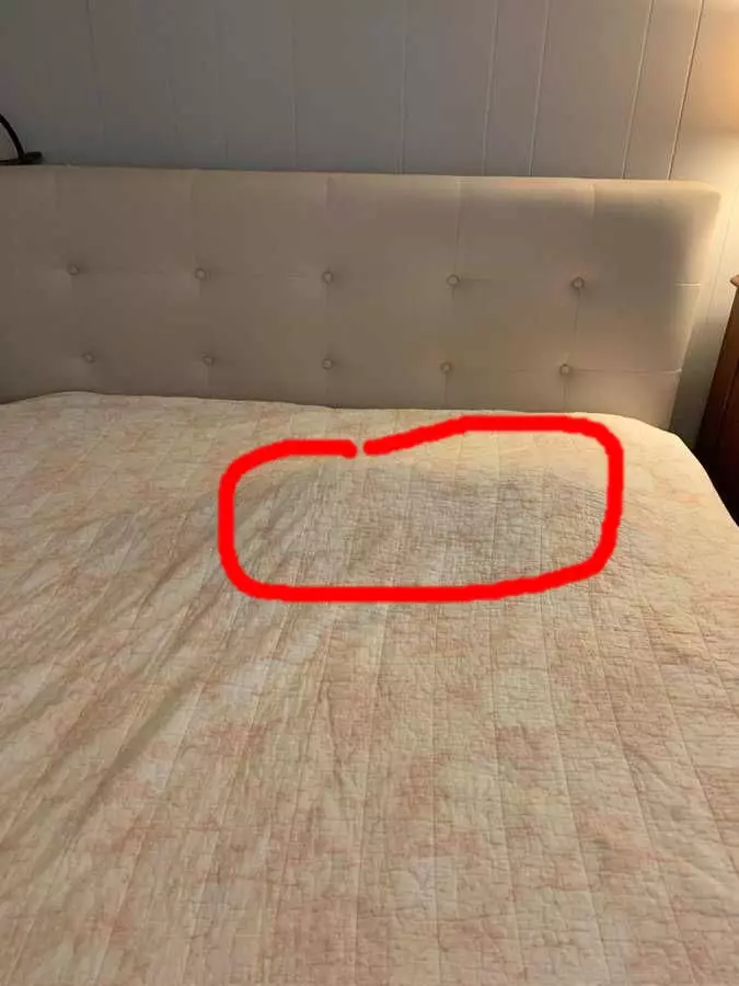 potret kucing sembunyi © Twitter potret kucing sembunyi © Twitter