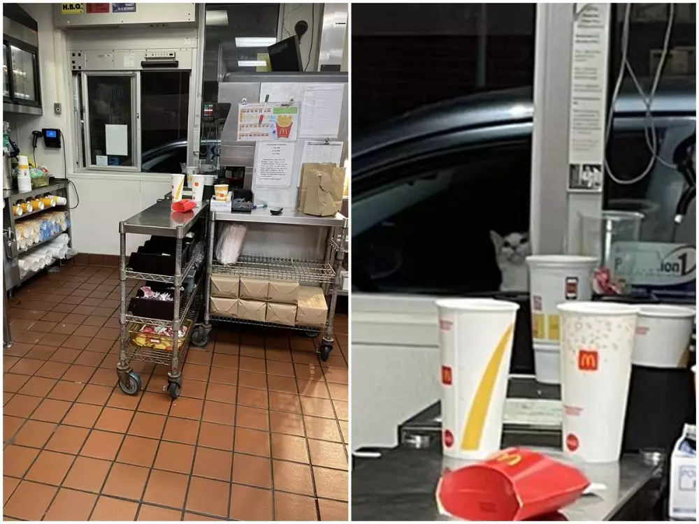 potret kucing sembunyi © Twitter potret kucing sembunyi © Twitter