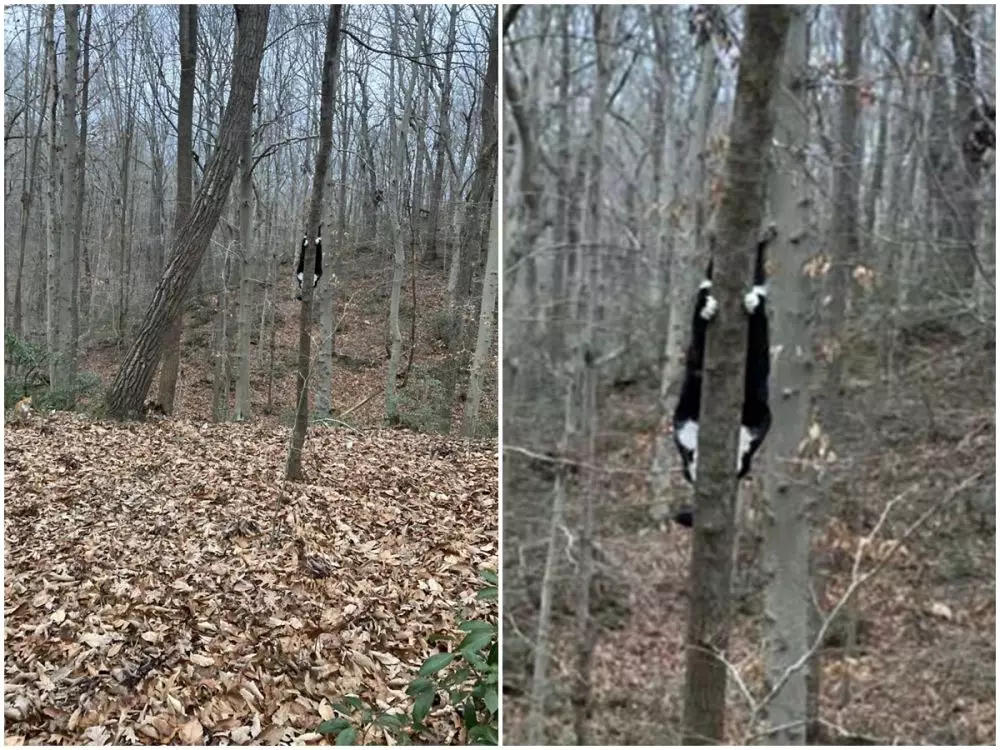 potret kucing sembunyi © Twitter potret kucing sembunyi © Twitter