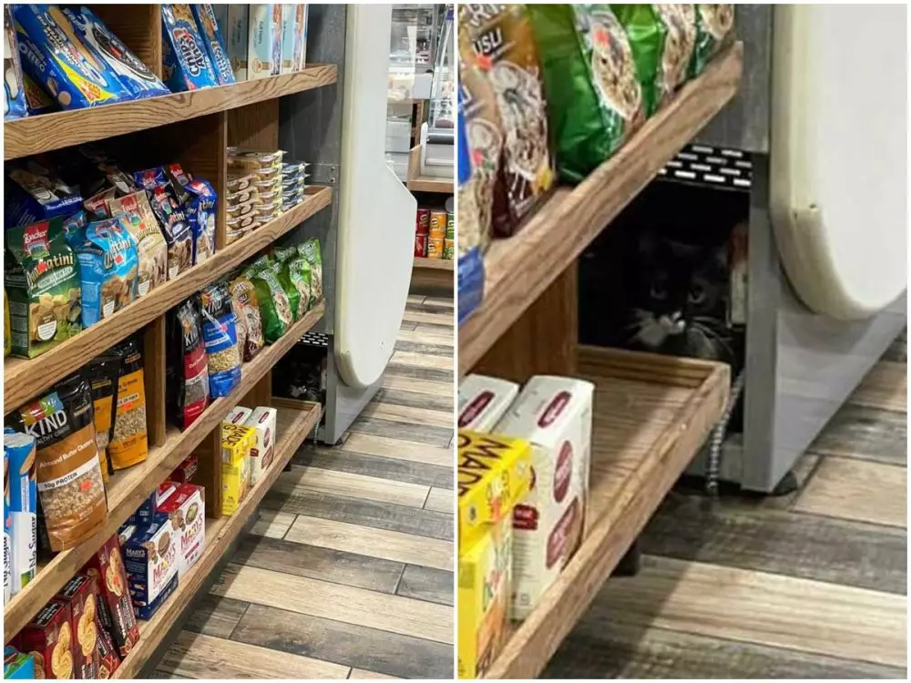 potret kucing sembunyi © Twitter potret kucing sembunyi © Twitter