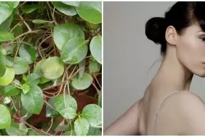 10 Manfaat daun binahong untuk wajah, atasi masalah jerawat