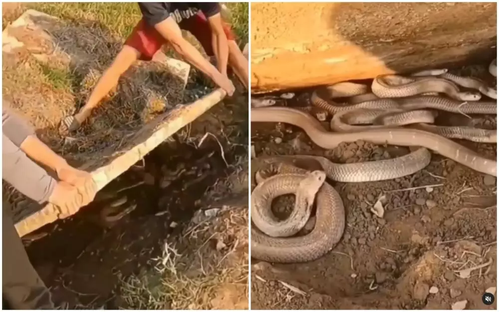 sarang ular di balik papan semen © Instagram