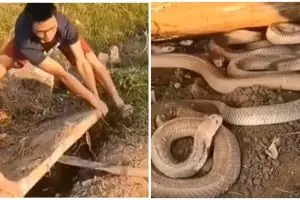 Bikin merinding, dua pria ini temukan sarang ular di bawah papan semen