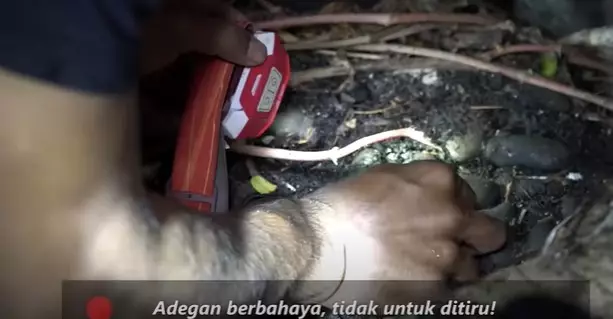 Panji temukan sarang ular di rumah Baim Wong © YouTube