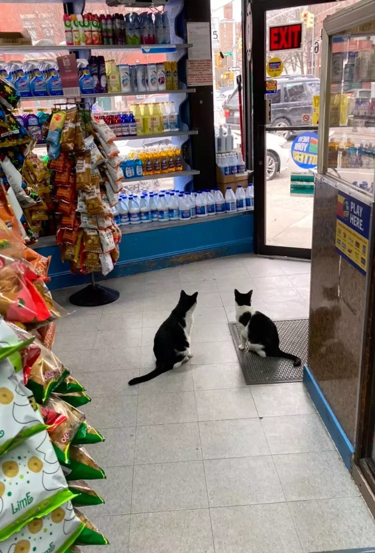  kucing jaga toko Twitter