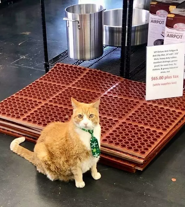  kucing jaga toko Twitter