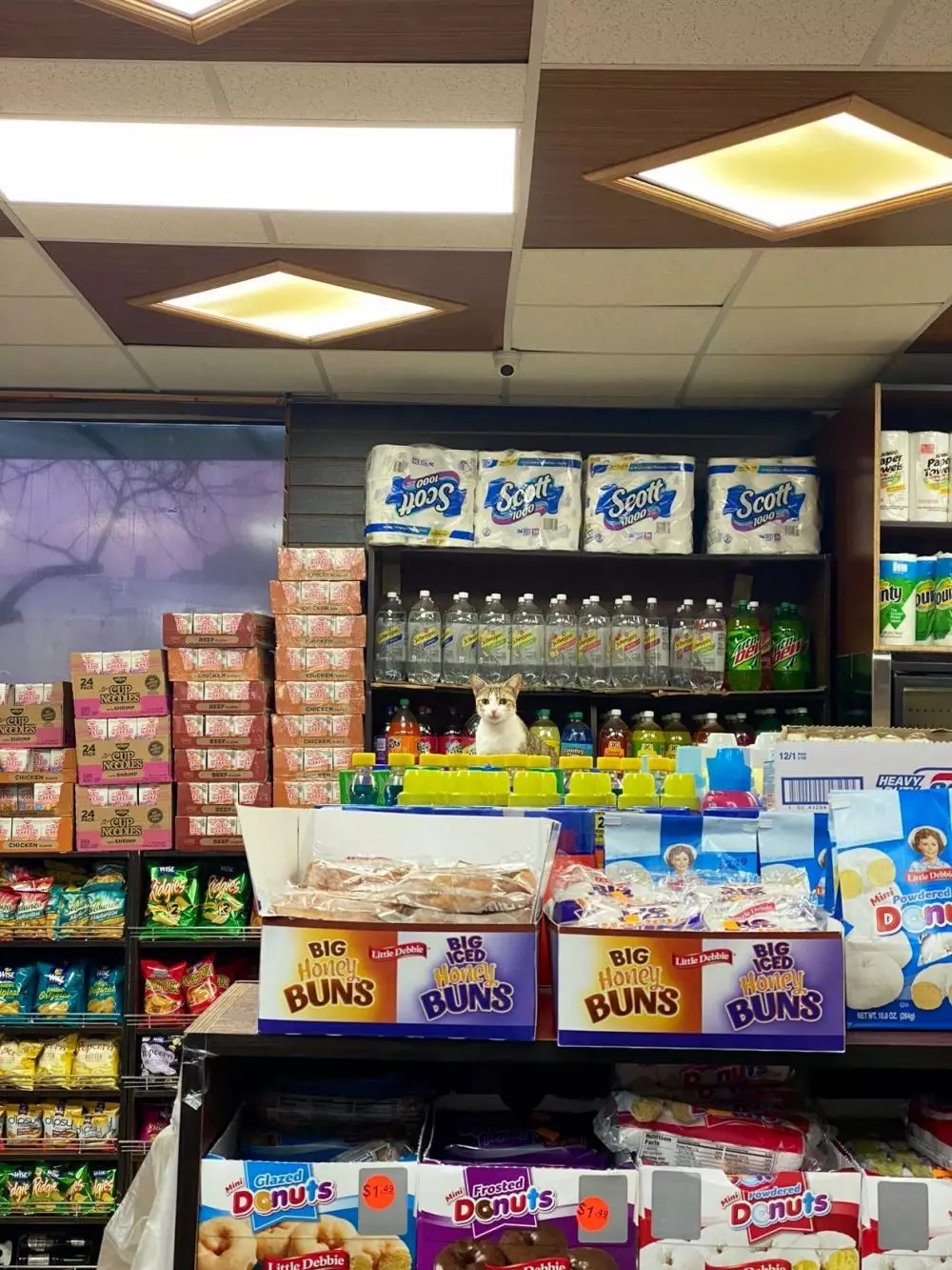  kucing jaga toko Twitter