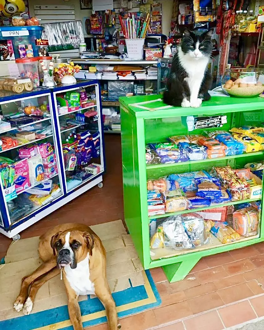  kucing jaga toko Twitter