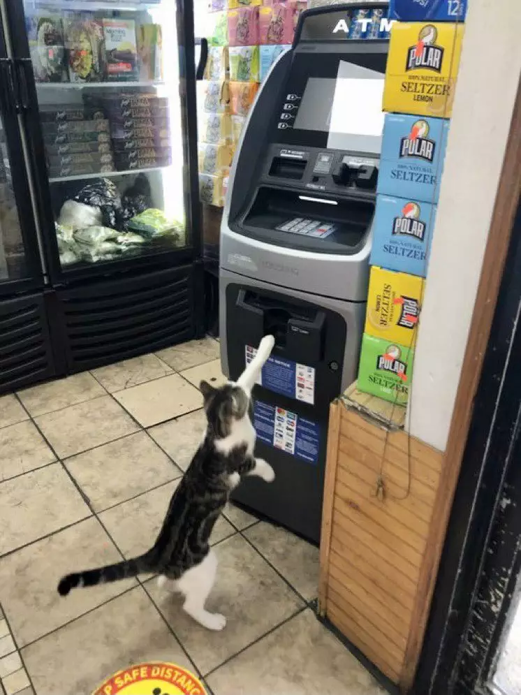  kucing jaga toko Twitter