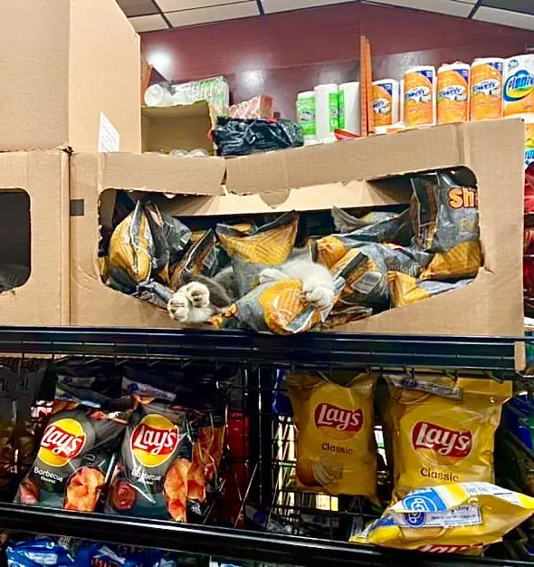  kucing jaga toko Twitter