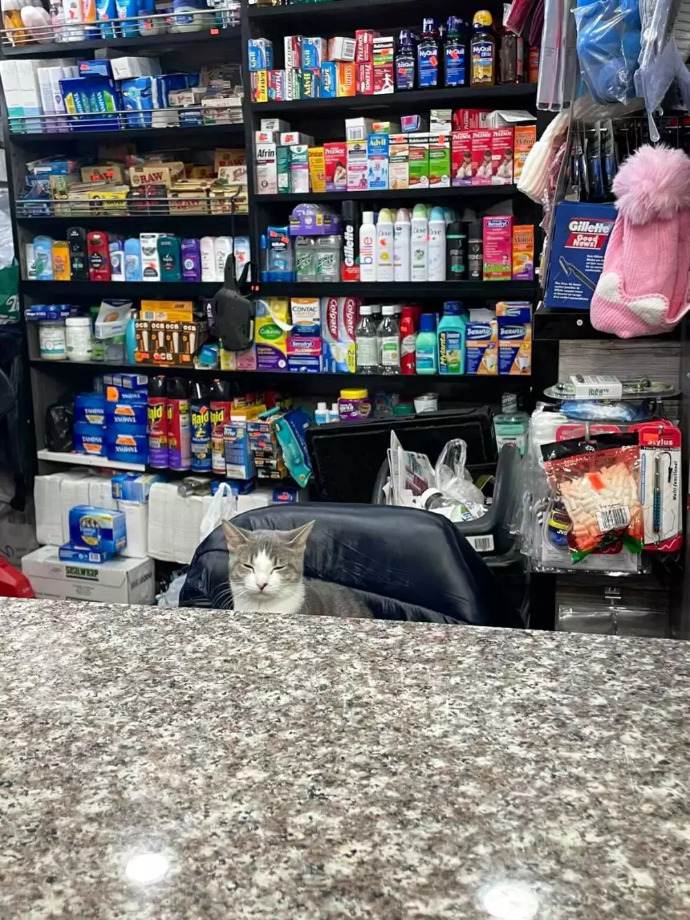  kucing jaga toko Twitter