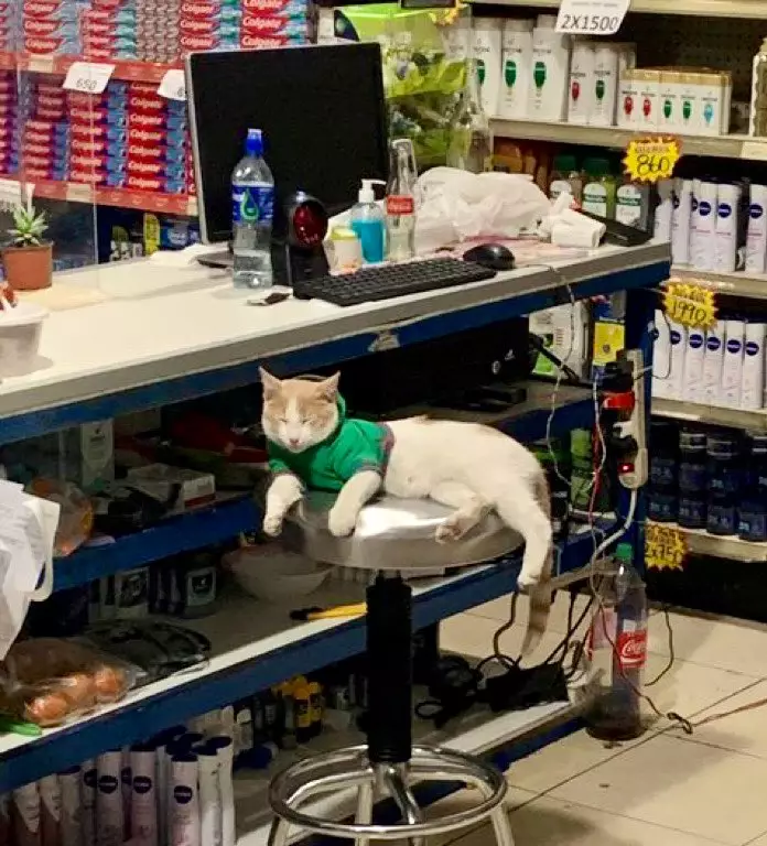  kucing jaga toko Twitter