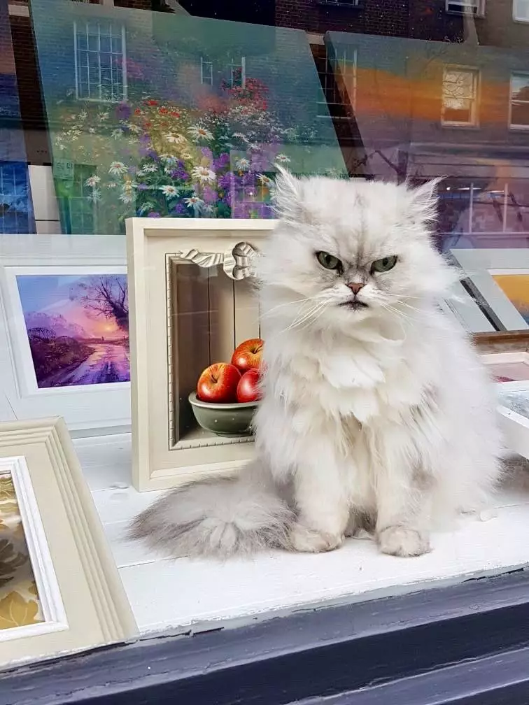  kucing jaga toko Twitter