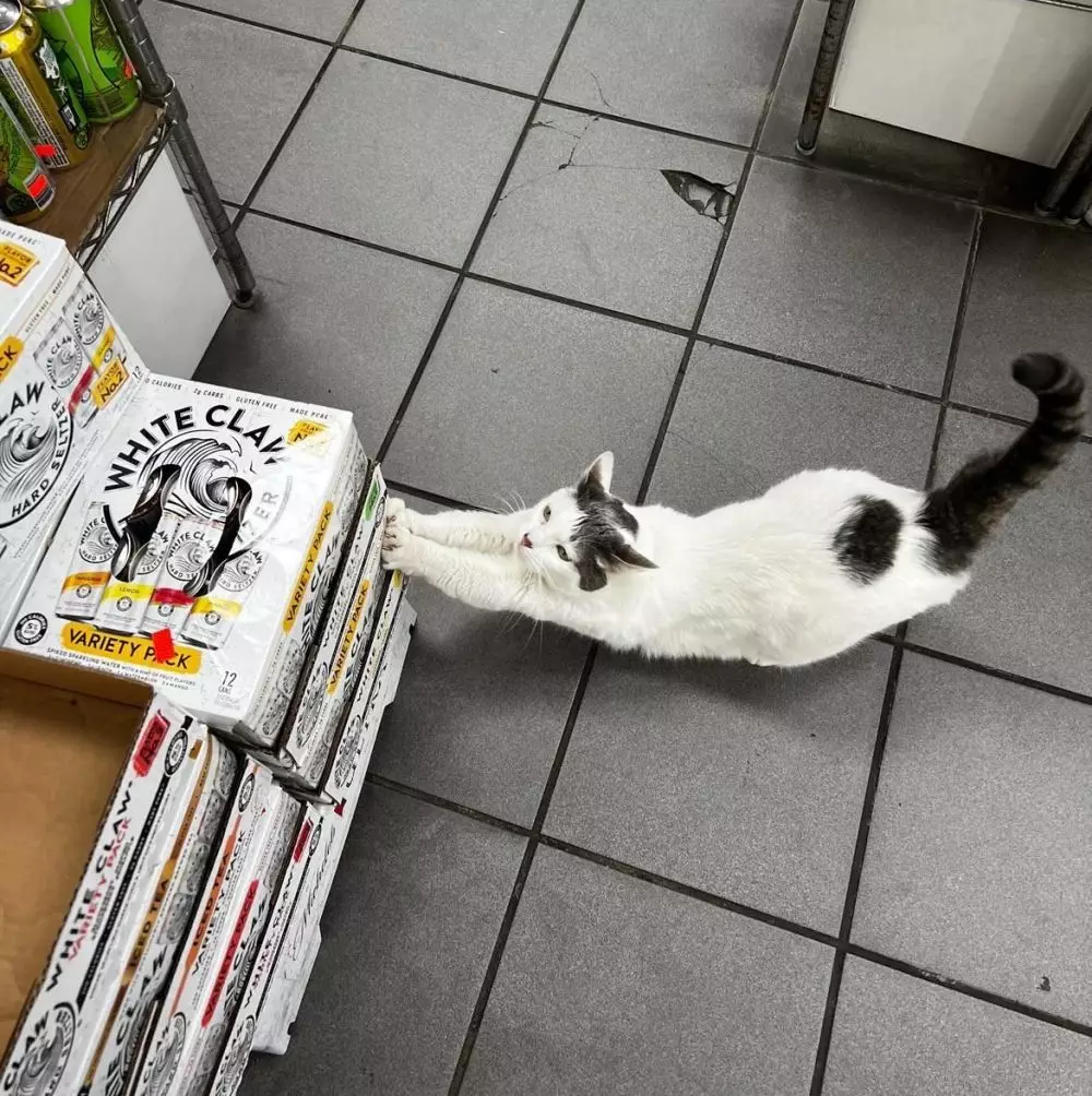 kucing jaga toko Twitter