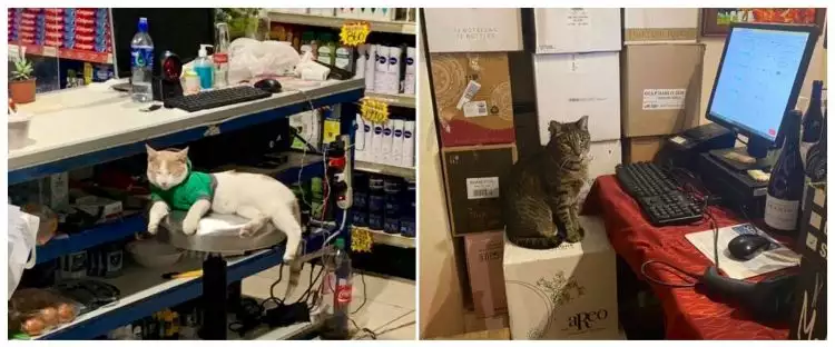 15 Tingkah lucu kucing jaga toko bak karyawan ini kocak pol
