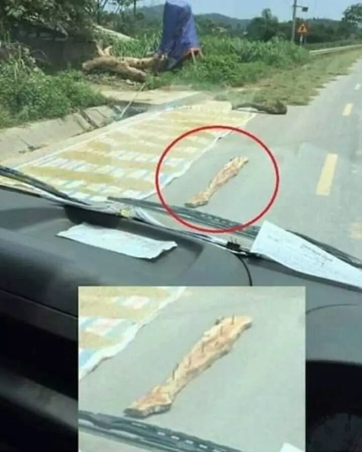 penampakan di tengah jalan lucu © berbagai sumber penampakan di tengah jalan lucu © berbagai sumber