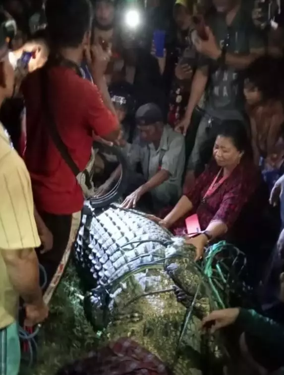 kronologi penyelamatan buaya berkalung ban © berbagai sumber