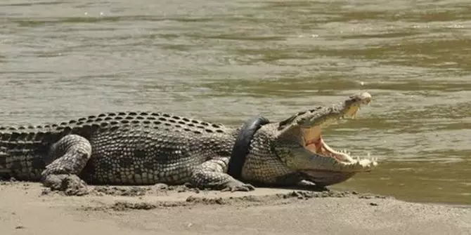 kronologi penyelamatan buaya berkalung ban © berbagai sumber