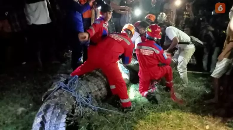 kronologi penyelamatan buaya berkalung ban © berbagai sumber