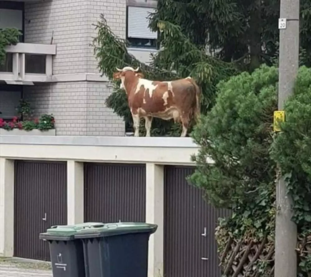 penampakan benda depan rumah lucu © Instagram