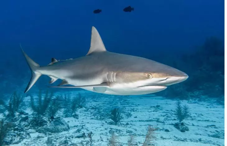 Arti mimpi digigit ikan © 2022 berbagai sumber  Arti mimpi digigit ikan © 2022 berbagai sumber