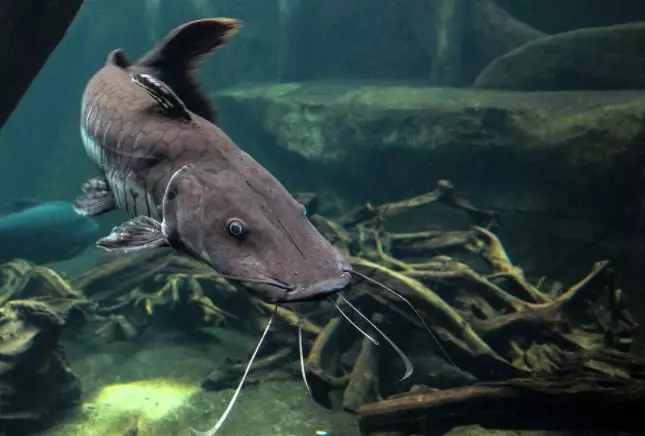 Arti mimpi digigit ikan © 2022 berbagai sumber  Arti mimpi digigit ikan © 2022 berbagai sumber
