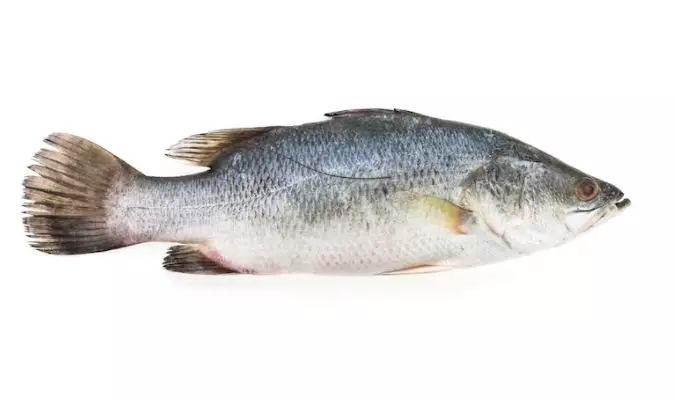 Arti mimpi digigit ikan © 2022 berbagai sumber  Arti mimpi digigit ikan © 2022 berbagai sumber