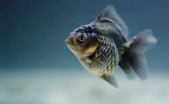 Arti mimpi digigit ikan © 2022 berbagai sumber  Arti mimpi digigit ikan © 2022 berbagai sumber