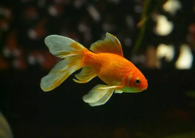 Arti mimpi digigit ikan © 2022 berbagai sumber  Arti mimpi digigit ikan © 2022 berbagai sumber