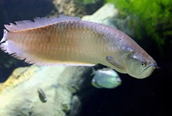 Arti mimpi digigit ikan © 2022 berbagai sumber  Arti mimpi digigit ikan © 2022 berbagai sumber