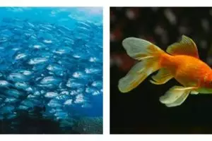 9 Arti mimpi digigit ikan, bisa jadi pertanda baik buat kamu!