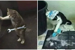 13 Pose kocak kucing seperti manusia ini bikin geleng kepala