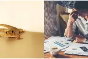 9 Arti mimpi kejatuhan cicak, waspada akan mendapatkan rintangan