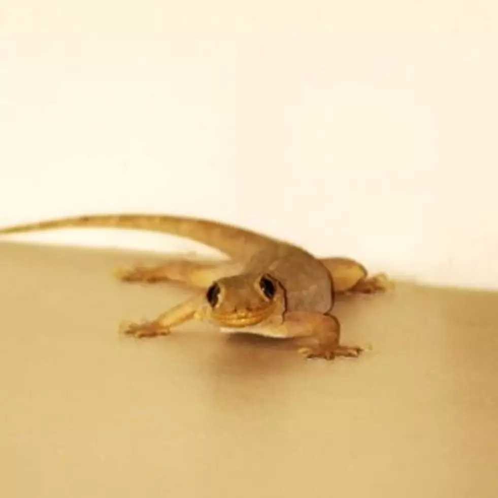 9 Arti mimpi kejatuhan cicak, waspada akan mendapatkan rintangan