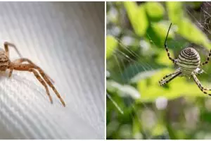 5 Arti mimpi digigit laba-laba, jadi pertanda baik atau buruk?