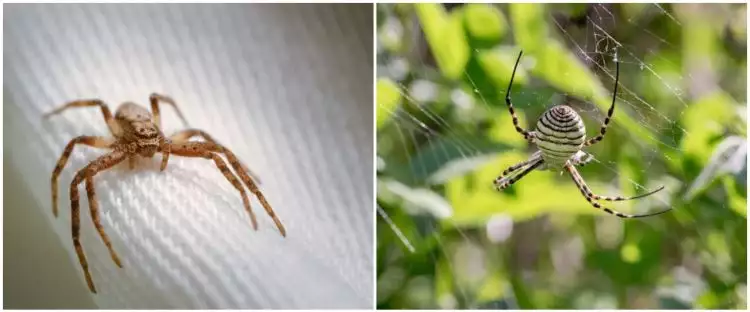 5 Arti mimpi digigit laba-laba, jadi pertanda baik atau buruk?