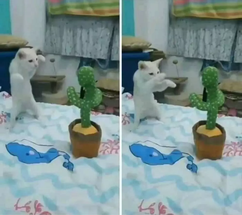 kucing nggak sengaja berpose © Instagram kucing nggak sengaja berpose © Instagram