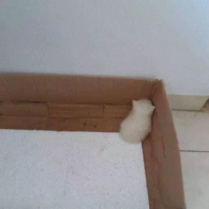 kucing nggak sengaja berpose © Instagram kucing nggak sengaja berpose © Instagram