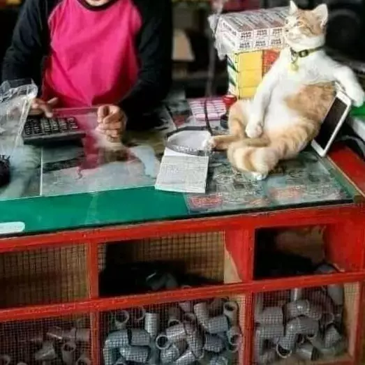 kucing nggak sengaja berpose © Instagram kucing nggak sengaja berpose © Instagram